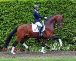 dressage horse Fidermann (Westphalian, 2008, from Fidertanz)