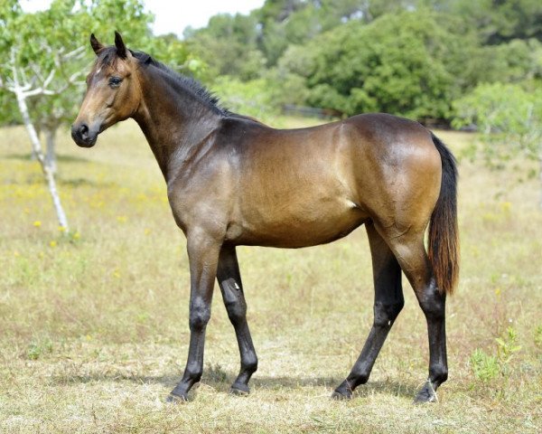 Dressurpferd Raya de Fangar (Hannoveraner, 2012, von Blue Hors Romanov)