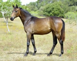 dressage horse Raya de Fangar (Hanoverian, 2012, from Blue Hors Romanov)