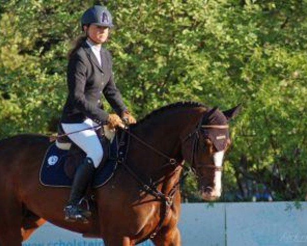 jumper Caca (KWPN (Royal Dutch Sporthorse), 2007, from Cantos)