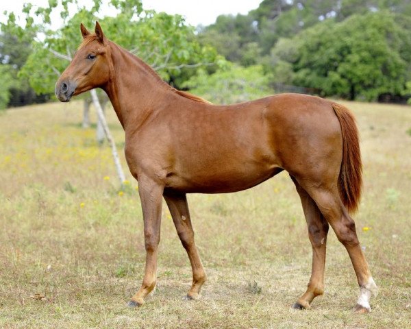 dressage horse Dancing Cloud de Fangar (Hanoverian, 2012, from Don Schufro)