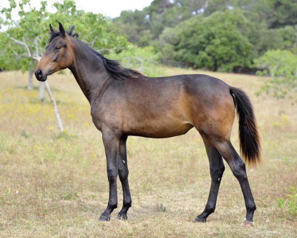 horse Romantica de Fangar (Hanoverian, 2012, from Blue Hors Romanov)