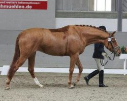 broodmare Liesel in Red PR (Hanoverian, 2009, from Locksley II)
