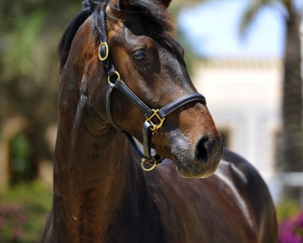 horse Diamantino de Fangar (Hanoverian, 2011, from Diamond Hit)