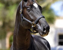dressage horse Fuerst Pedro (Hanoverian, 2011, from Fürst Romancier)