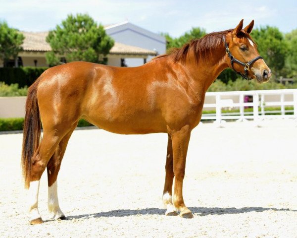 horse Bahiah de Fangar (Hanoverian, 2011, from Belissimo NRW)