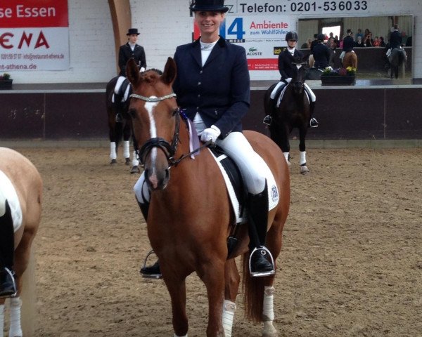 dressage horse Humphrey S (German Riding Pony, 2006, from Halifax)