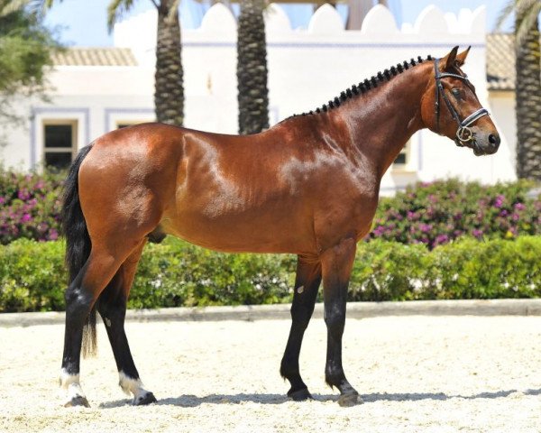 horse Blizzard de Fangar (Hanoverian, 2010, from Blue Hors Bentley)
