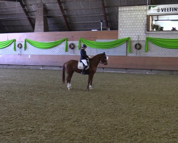 Reitturnier Hellefeld 2022