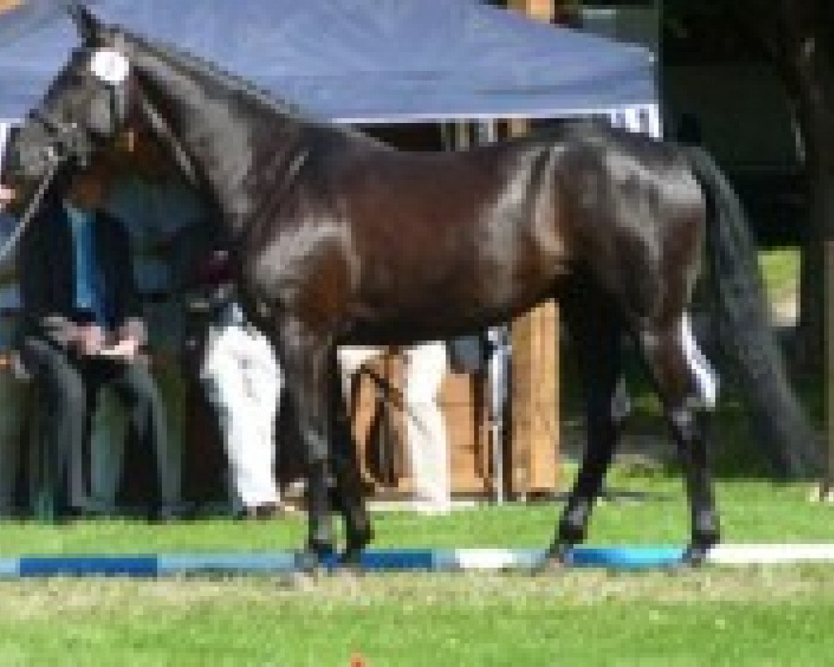 broodmare All About Eve 7 (Bavarian, 2007, from Weltfürst)