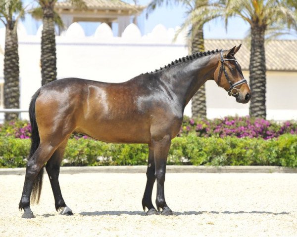 dressage horse Cinnamon Star de Fangar (Hanoverian, 2009, from Conteur)