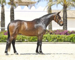 dressage horse Cinnamon Star de Fangar (Hanoverian, 2009, from Conteur)