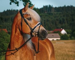 dressage horse Helene (3,91% ox) (Haflinger, 2010, from Steigenberg (1,57% ox))