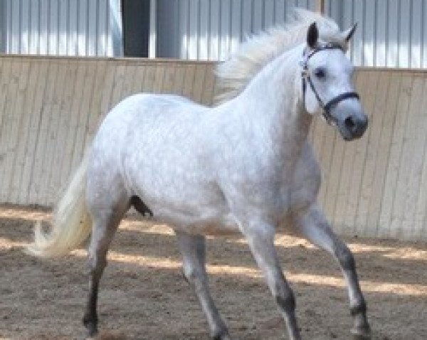 broodmare Roanne Pondi (Connemara Pony, 2005, from Magic Leam Pondi)