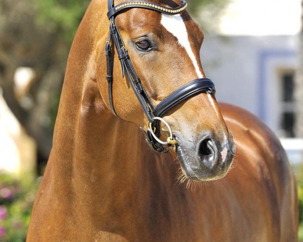 horse Sol de Fangar (Hanoverian, 2008, from Sir Donnerhall I)