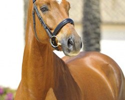 dressage horse Fangar Wind (Hanoverian, 2008, from Fidertanz)