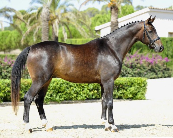 Pferd Fangar Rey (Hannoveraner, 2008, von Fidertanz)
