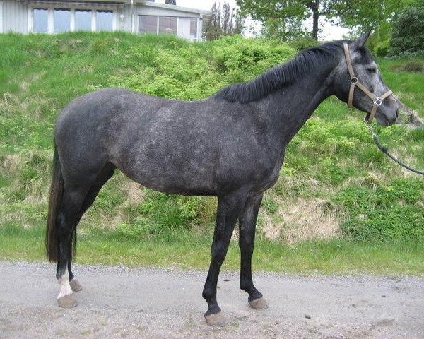 jumper Despoina Hqs (Swedish Warmblood, 2007, from Corlensky G)