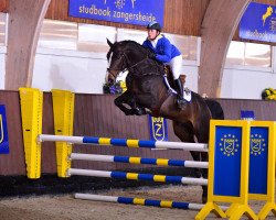 stallion Olympic Cruz (Irish Sport Horse, 2007, from Cruising)