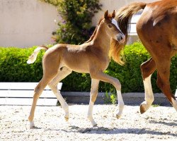 dressage horse Brettons Best (Hanoverian, 2013, from Bretton Woods)