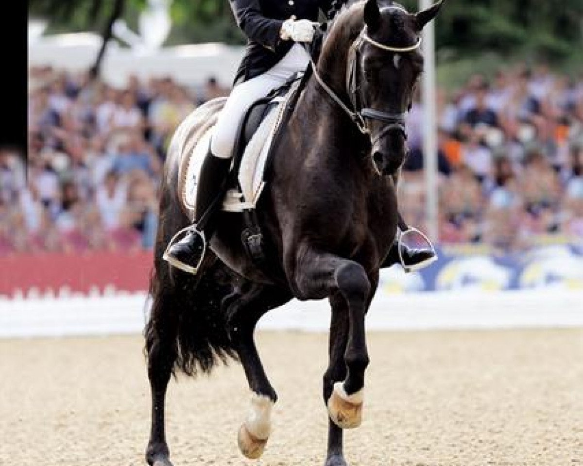 stallion Sarkozy 3 (Hanoverian, 2005, from Sandro Hit)