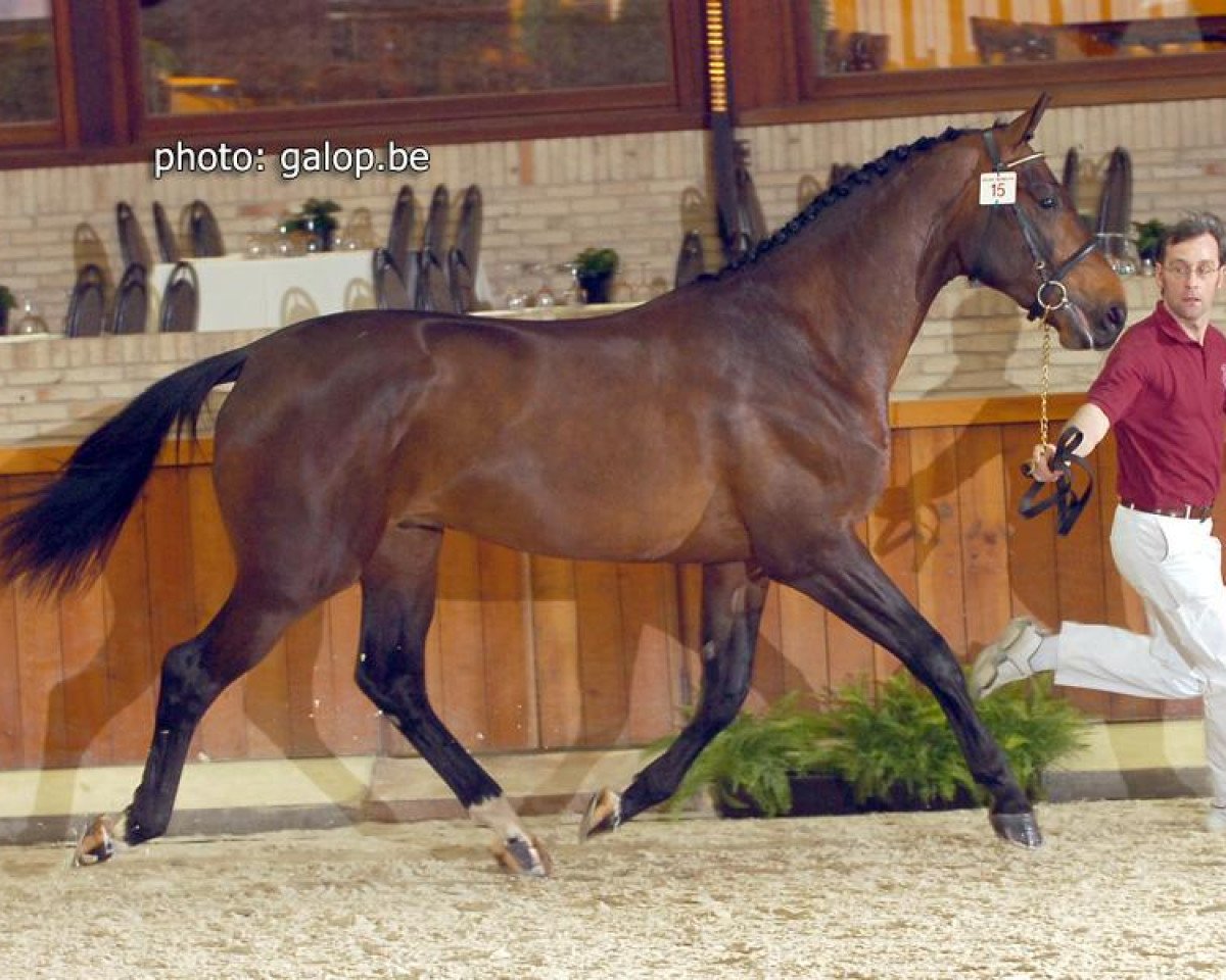 Deckhengst Elvis Ter Putte (Belgisches Warmblut, 2004, von Diamant de Semilly)