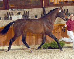 Deckhengst Elvis Ter Putte (Belgisches Warmblut, 2004, von Diamant de Semilly)
