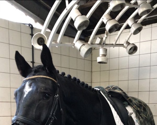 dressage horse Connor Maccash (Mecklenburg, 2014, from Cashmore 3)