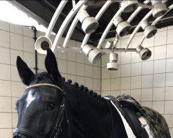 dressage horse Connor Maccash (Mecklenburg, 2014, from Cashmore 3)