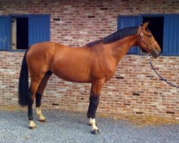 Springpferd Grafton D Arsouilles (Belgisches Warmblut, 2006, von Vigo d'Arsouilles)