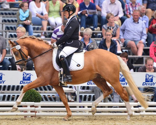 stallion Gleisbergs Champions League (German Riding Pony, 2010, from Casino Royale K WE)