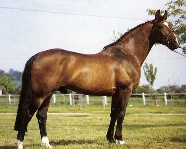 stallion Jalme des Mesnuls (Selle Français, 1975, from Alme)