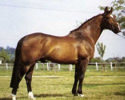 stallion Jalme des Mesnuls (Selle Français, 1975, from Alme)