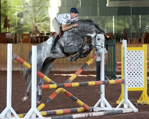 stallion Casetto (Holsteiner, 2003, from Cassini I)