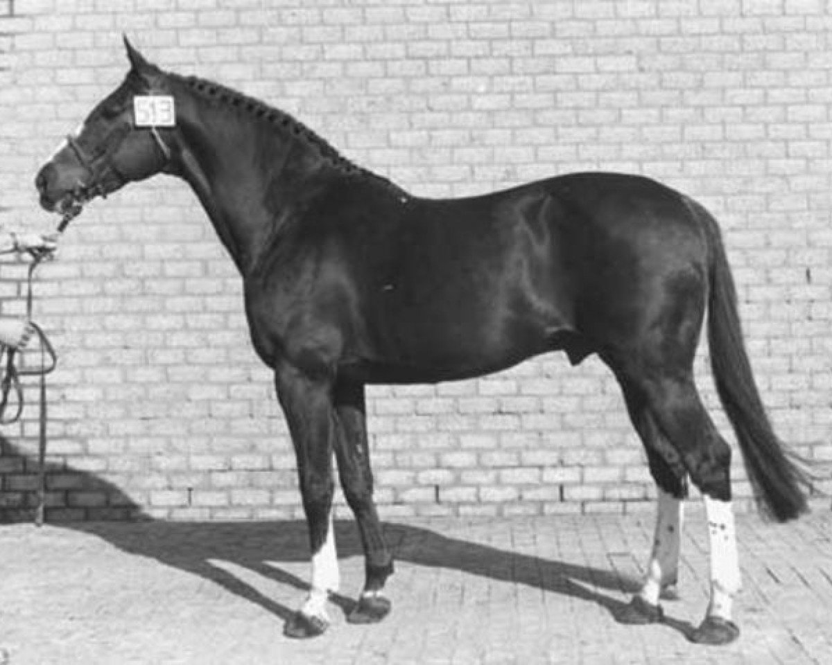 Deckhengst Gurioso (Selle Français, 1965, von Furioso xx)