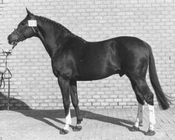 Deckhengst Gurioso (Selle Français, 1965, von Furioso xx)