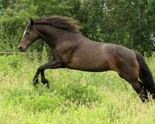 Springpferd Hopeful Honey (Traber, 1990, von Larabello F-77-6413)