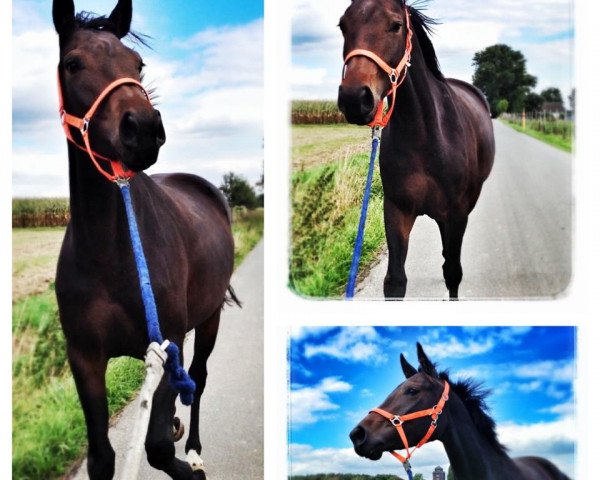 jumper Annegret (Hanoverian, 2010, from Armitage)