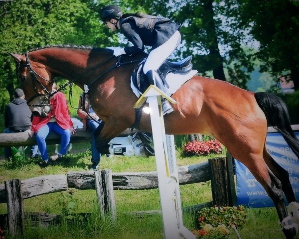 dressage horse Eternal Chicaro (German Sport Horse, 2006, from El-Im-Cal xx)