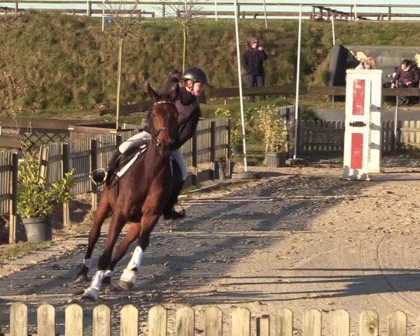 Reitturnier Schülp / Rendsburg 2022