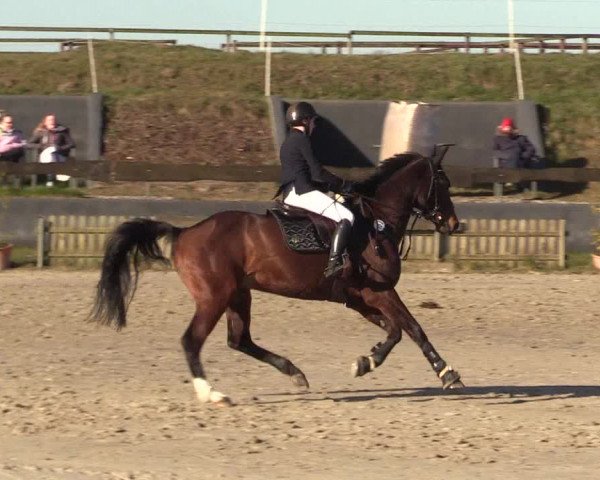 Reitturnier Schülp / Rendsburg 2022