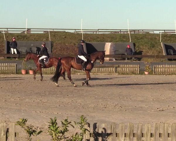 Reitturnier Schülp / Rendsburg 2022