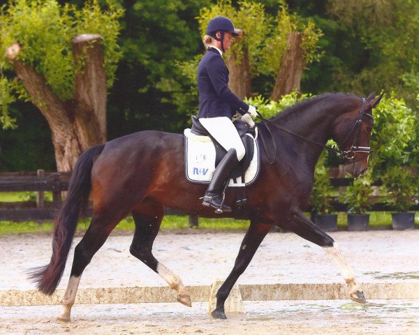dressage horse Escada H (KWPN (Royal Dutch Sporthorse), 2009, from Sir Oldenburg)