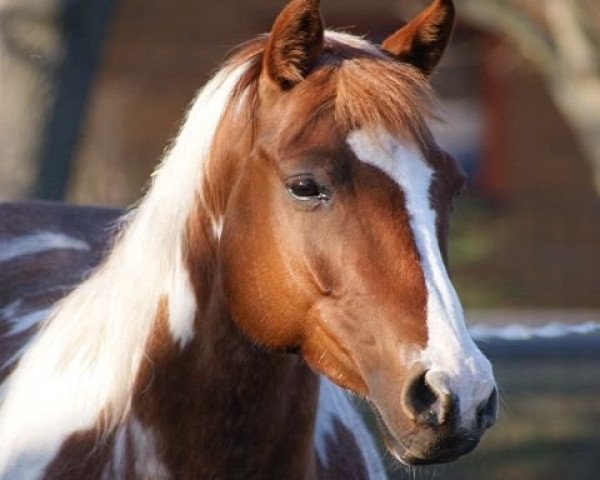 broodmare Aaliyah (Pinto / Small Riding Horse, 2003, from Asterix)