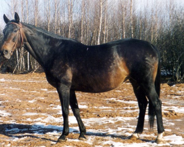 stallion Lopshorn (Holsteiner, 1937, from Loretto)