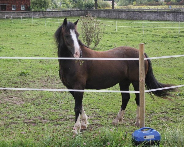 dressage horse Popsters Ronson (Welsh-Cob (Sek. C), 2008, from Parvadean Darius)