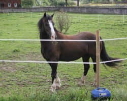 dressage horse Popsters Ronson (Welsh-Cob (Sek. C), 2008, from Parvadean Darius)