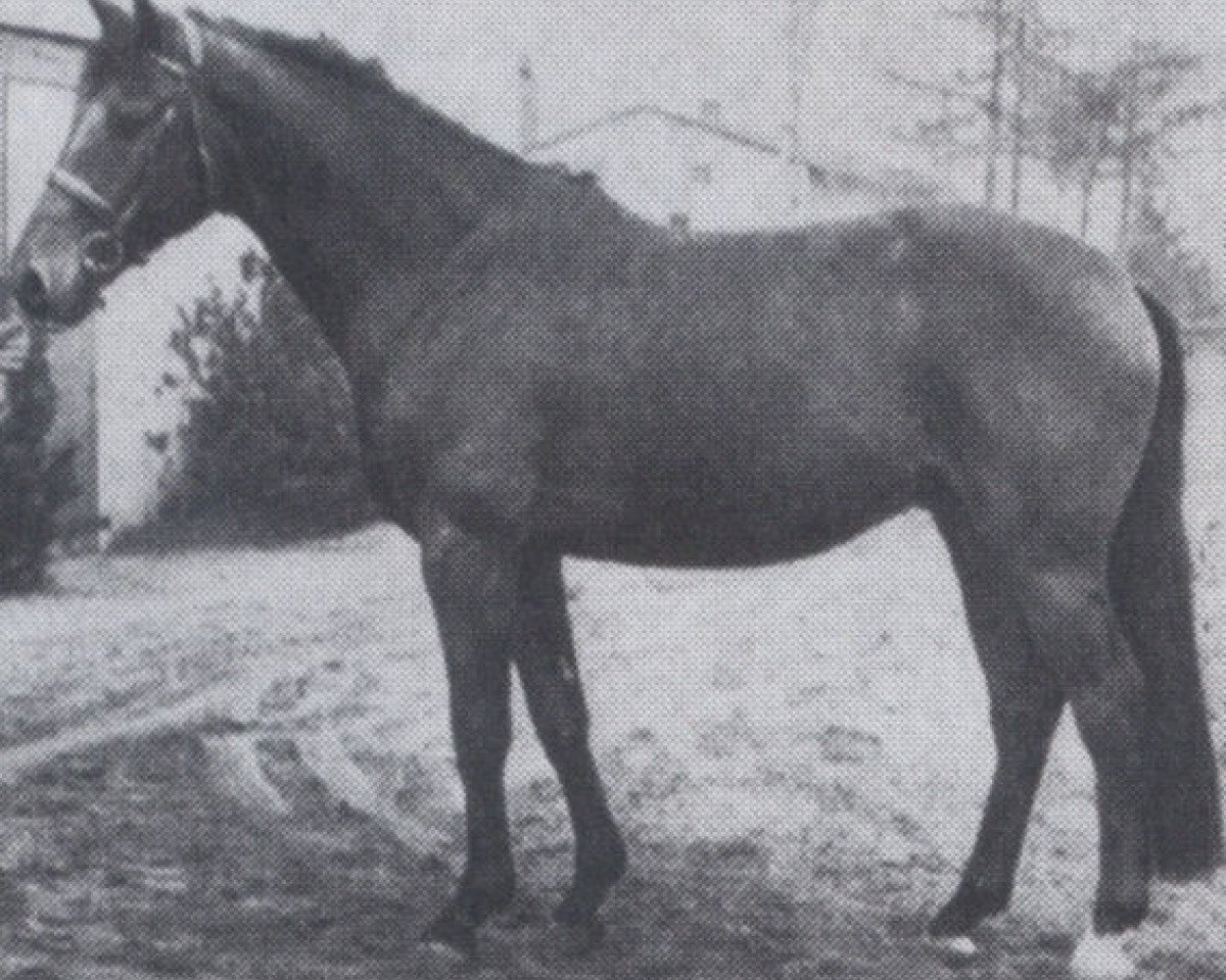 dressage horse Fidelio (Oldenburg, 1970, from Frivol xx)