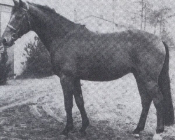 Dressurpferd Fidelio (Oldenburger, 1970, von Frivol xx)