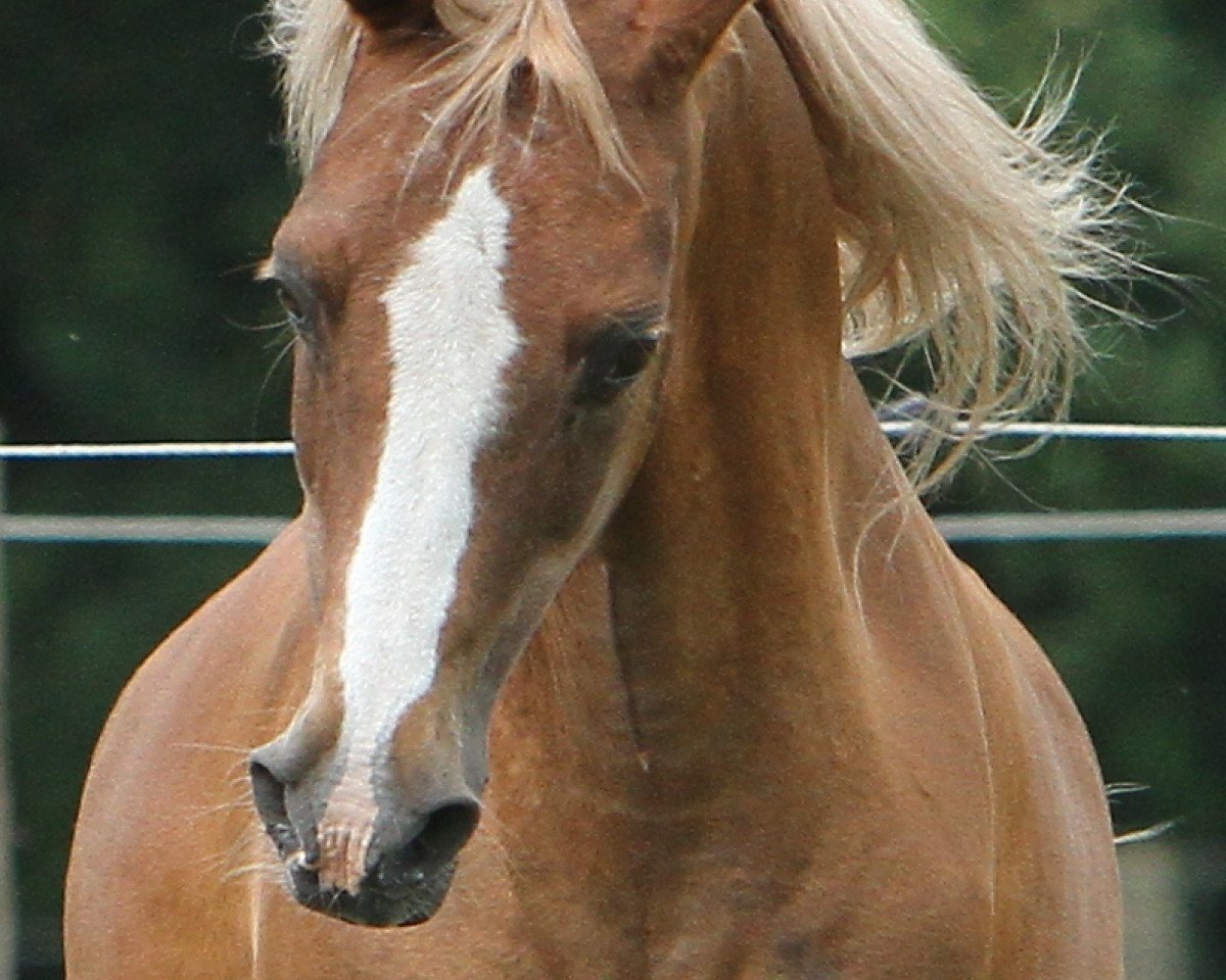 horse Natoheld (German Riding Pony, 1990, from Nantano)
